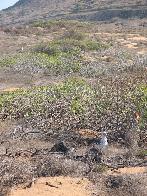 Nesting Laysan Albatross, Ka'ena Point