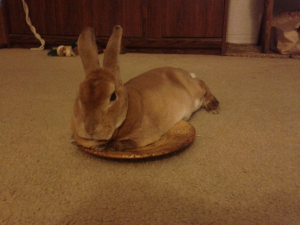 Rabbit on plate